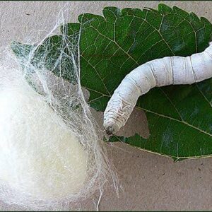 Sericulture